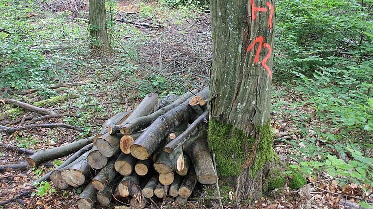 Das Stammholz wird von Waldarbeitern auf den Rückegassen nach vorne gerückt und später als Polterholz verkauft.