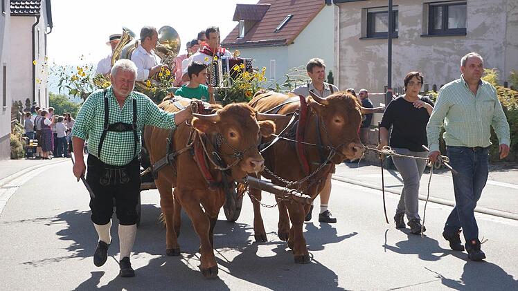 Das Ochsengespann von Fritz Reuter und die GrabfeldBieraten. Foto: Marion Eckert