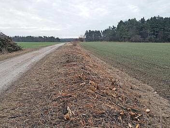 Hier wurde eine biotopkartierte Hecke auf städtischem Grund unsachgemäß entfernt. Foto: Christian Kier