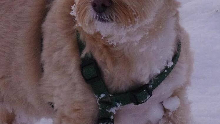 Winterimpressionen Foto: Marco Meißner