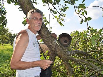 Dieter Fünfstück begutachtet hier eine Brutröhre, die extra für die Ansiedlung des Steinkauzes in einem Obstbaum oberhalb Stralsbachs angebracht wurde. Jedoch ist der Ast abgebrochen, so dass die Röhre nun neu platziert werden muss. Foto: Kathrin Kupka-Hahn
