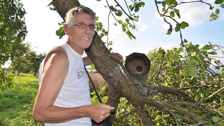 Dieter Fünfstück begutachtet hier eine Brutröhre, die extra für die Ansiedlung des Steinkauzes in einem Obstbaum oberhalb Stralsbachs angebracht wurde. Jedoch ist der Ast abgebrochen, so dass die Röhre nun neu platziert werden muss. Foto: Kathrin Kupka-Hahn