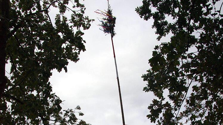 34 Meter hoch ist der Baum. Foto: Richard Sänger