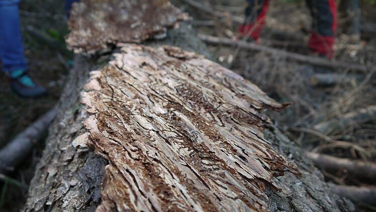 Die Larven der Borkenk&auml;fer haben sich quer durch das Holz gefressen. Foto: Rebecca Vogt