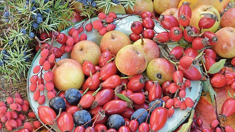 "Bäume, Sträucher und Wildfrüchte kennen lernen" - zu diesem Thema bietet der Obst- und Gartenbauverein Königsberg einen Vortrag an. Zu Gast ist ein bekannter Buchautor. Foto: Otmar Dietz