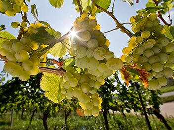 Trauben im Weinberg