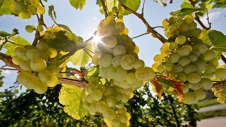 Trauben im Weinberg