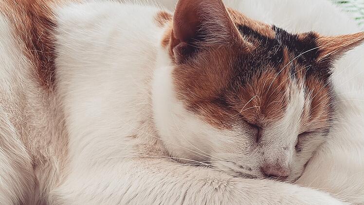 Tierheim Hof: Happy End für Katzen-Oma "Hella"