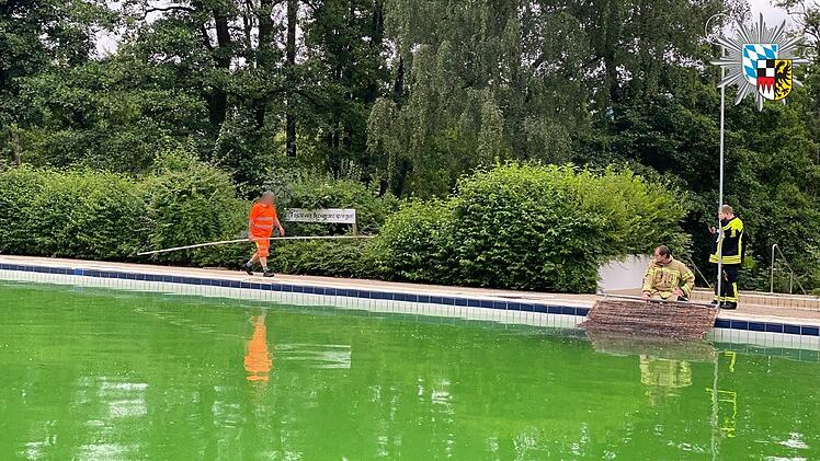 Biber schwimmt in Fackelmann Therme Hersbruck