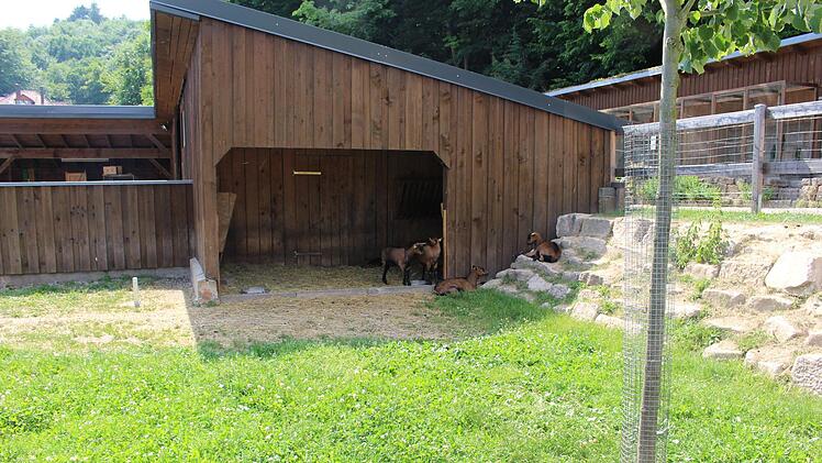 Neu gestaltet: das Tiergehege wurde zum Streichelzoo umgebaut und verschönert. Foto: Julia Raab