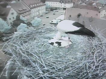 Die Webcam des Storchenvaters Edmund Lenz in Höchstadt zeigt das Hauptnest auf dem Turm des Alten Rathauses. Es hielt dem Regen stand. Das andere Nest allerdings fiel herab. Drei Jungstörche sind gestorben. Foto: Storchencam Höchstadt