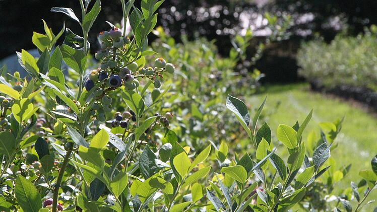 Auch die ersten Heidelbeeren kann man schon essen. Foto: Ulrike Müller