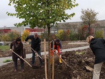 Die stattliche Baumhasel ist in den neu angelegten Garten an der Schule "umgezogen".  Foto: Georg Wolf