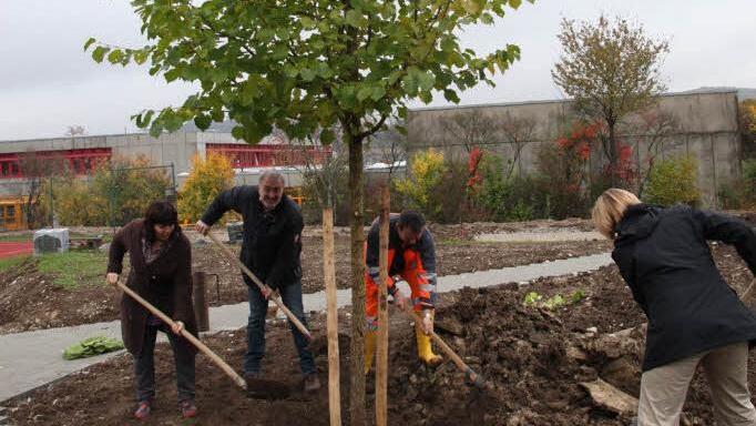 Die stattliche Baumhasel ist in den neu angelegten Garten an der Schule "umgezogen".  Foto: Georg Wolf