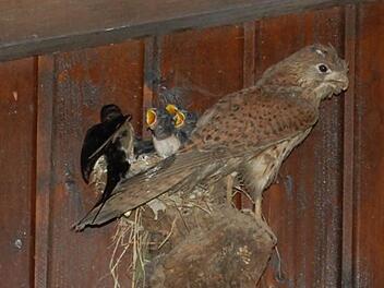 Schwalben ziehen ihren Nachwuchs unter den Augen eines präparierten Turmfalken auf. Foto: Günther Straub