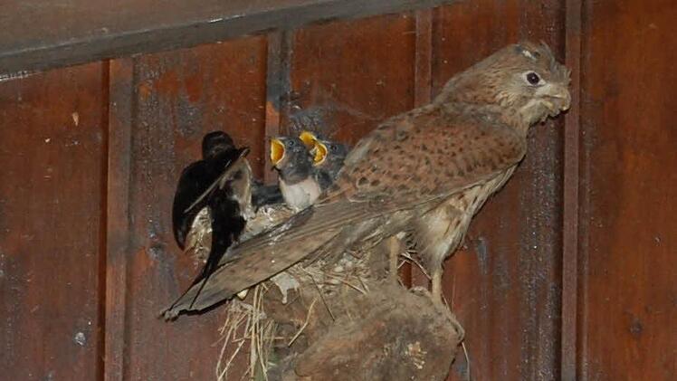 Schwalben ziehen ihren Nachwuchs unter den Augen eines präparierten Turmfalken auf. Foto: Günther Straub