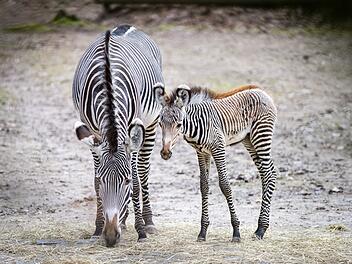 Tiergarten Nürnberg: "Stark gefährdete" Zebra-Art hat Nachwuchs bekommen