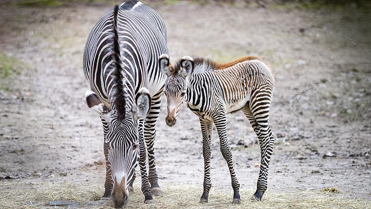 Nürnberg: Nachwuchs im Tiergarten - Zebra-Art stark gefährdet