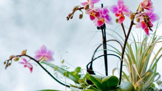 Orchidee gedeihen in Erdkultur ebenso gut wie in Hydrokultur. Foto: GMH/BVE