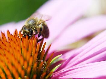 Das Biodiversitätszentrum, das nach Bischofsheim kommt, hat den Handlungsauftrag Vielfalt zu retten und Tier- und Pflanzenarten zu schützen. Foto: Andrea Warnecke/dpa