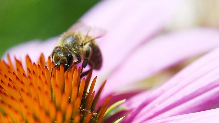 Das Biodiversitätszentrum, das nach Bischofsheim kommt, hat den Handlungsauftrag Vielfalt zu retten und Tier- und Pflanzenarten zu schützen. Foto: Andrea Warnecke/dpa