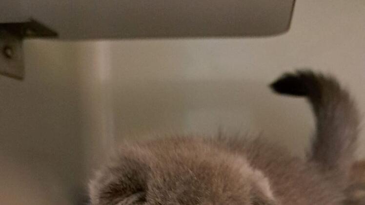 Tierheim Kulmbach ist genervt: Polizei greift 18 Katzen-Babys auf -  "mit Anfragen überschüttet"