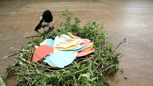 Wie der Vogelnachwuchs, so werden auch die Abiturienten fl&uuml;gge. Foto: Richard S&auml;nger