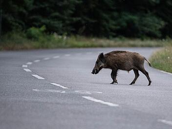 Wildschwein verursacht Unfall auf B303 bei Himmelkron