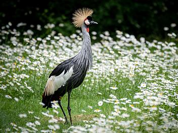 Vogelgrippe: Tiergarten Nürnberg ergreift umfassende Schutzmaßnahmen