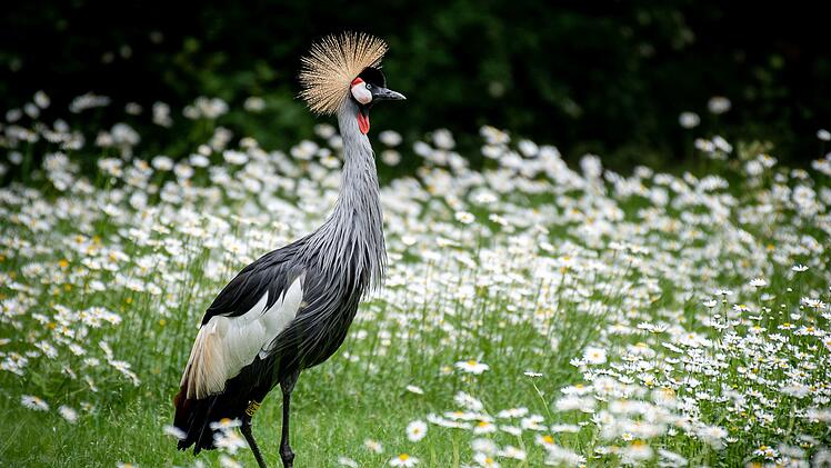 Vogelgrippe: Tiergarten Nürnberg ergreift umfassende Schutzmaßnahmen