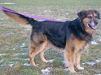 Max ganz in seinem Element - er ist stubenrein und etwas &uuml;ber zehn Jahre alt. Foto: privat
