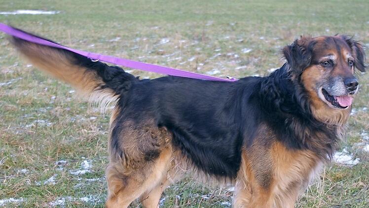 Max ganz in seinem Element - er ist stubenrein und etwas &uuml;ber zehn Jahre alt. Foto: privat