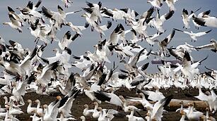 Schneegänse in British Columbia