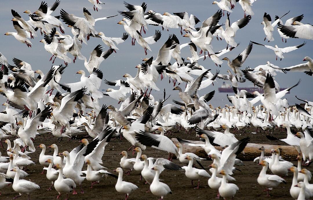 Schneegänse in British Columbia