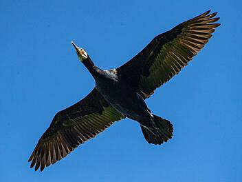 Vogelgrippe-Fall bei Wildvogel im Landkreis Kulmbach
