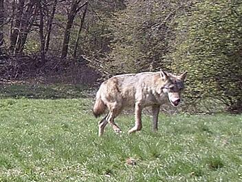 Das erste offizielle Bild eines Wolfes im Landkreis Bad Kissingen. Dass sie bei Unterleichtersbach ein Kalb aus einer Hochlandrinderherde gerissen hat, konnte nicht nachgewiesen werden.