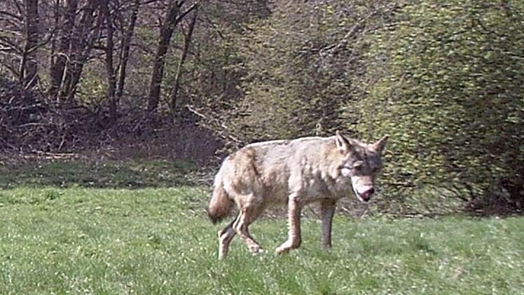 Das erste offizielle Bild eines Wolfes im Landkreis Bad Kissingen. Dass sie bei Unterleichtersbach ein Kalb aus einer Hochlandrinderherde gerissen hat, konnte nicht nachgewiesen werden.