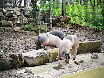 Schweine im Wildpark Schweinfurt an den Eichen &ndash; Teil der 43 Tierarten
