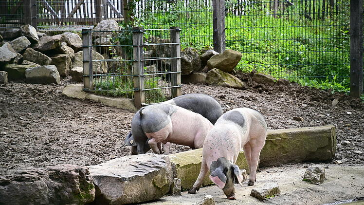 Schweine im Wildpark Schweinfurt an den Eichen &ndash; Teil der 43 Tierarten