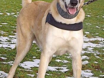 Magoo sucht Familienanschluss. Foto: Tierheim