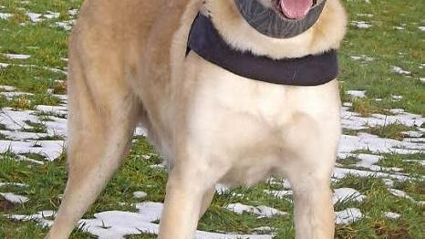 Magoo sucht Familienanschluss. Foto: Tierheim