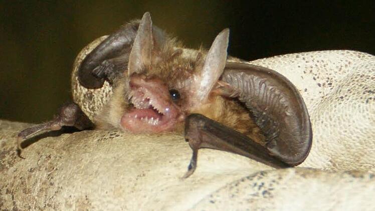 Die kleine Fledermaus ließ sich durchaus anmerken, dass sie die Störung nicht schätzte.