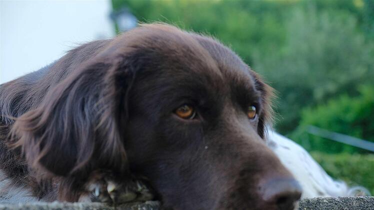 Muss der Münsterländer Asta aus Aura demnächst angeleint werden? Eine neue Hundehaltungsverordnung ist in Arbeit. Foto: Gerd Schaar