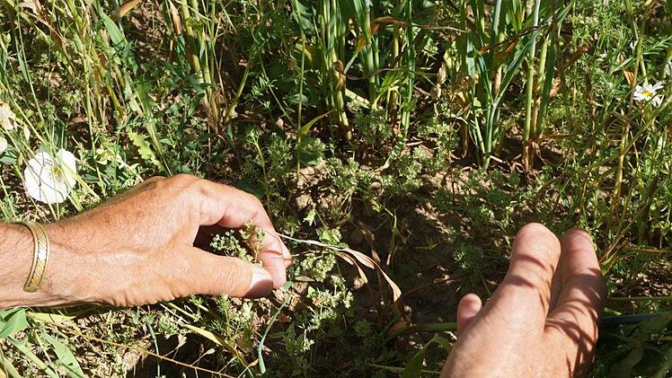 Vielfältige Ackerwildkräuter wachsen auf den extensiv bewirtschafteten  Flächen. Marion Eckert
