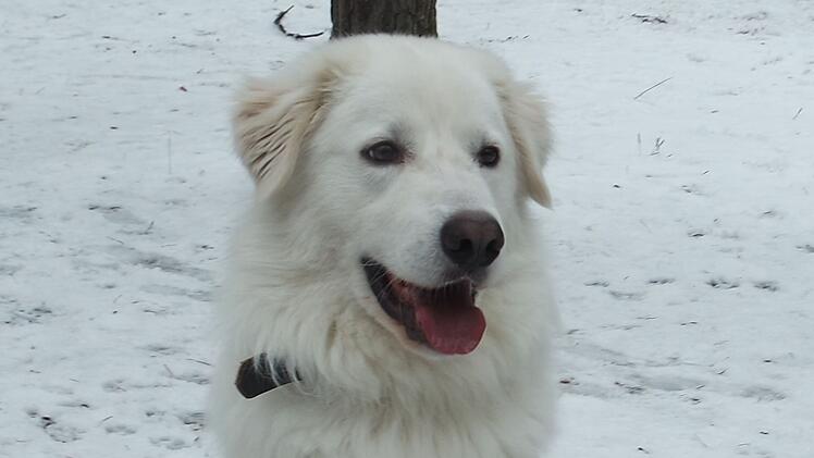 Tierheim Nürnberg: Hund Apollo war "bisher immer in falschen Händen"