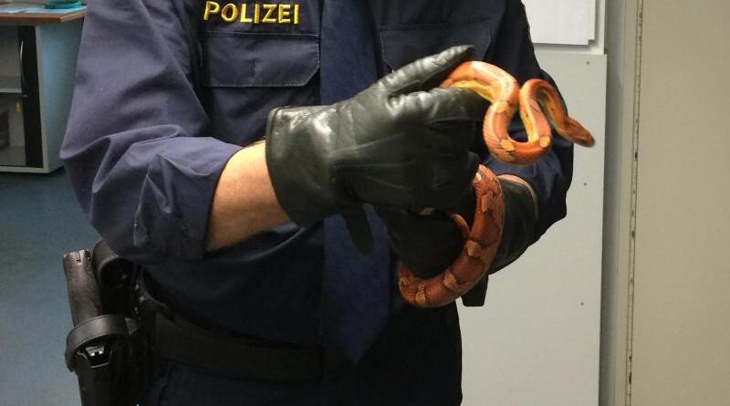 Ein Polizist h&auml;lt eine eingefangene Kornnatter in seinen H&auml;nden.