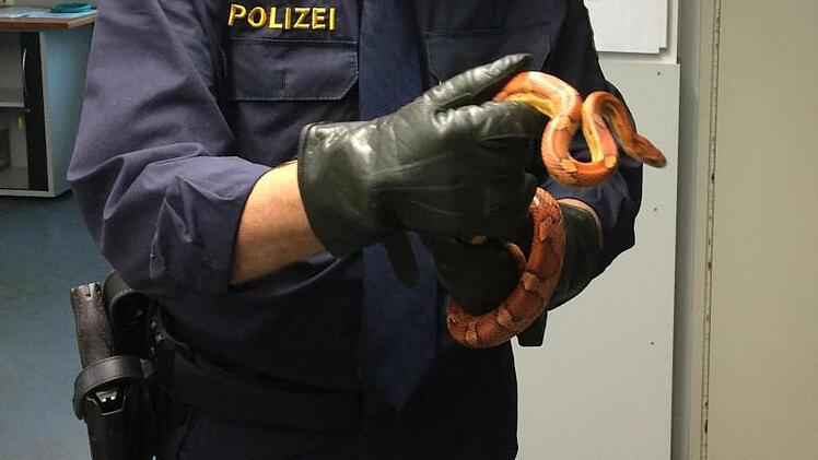 Ein Polizist h&auml;lt eine eingefangene Kornnatter in seinen H&auml;nden.
