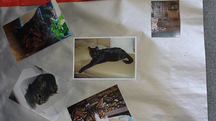 Sie haben bereits das gro&szlig;e Los ihres Miezenlebens gezogen und ein neues Zuhause gefunden. Foto: Manja von Nida