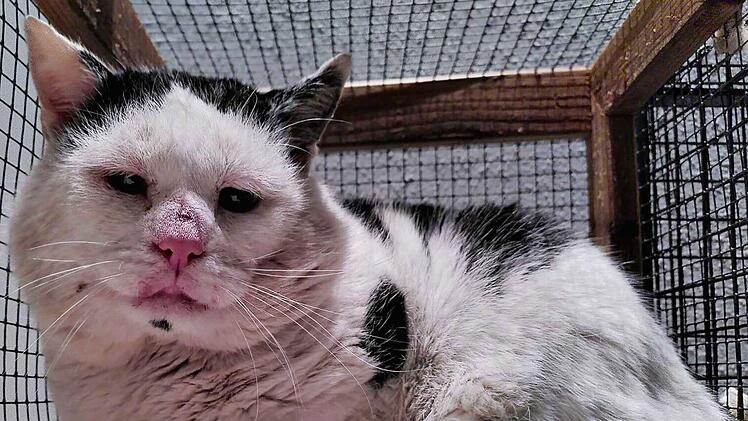 Katzenhilfe Würzburg sendet Hilferuf: "Uns geht der Ar… auf Grundeis"