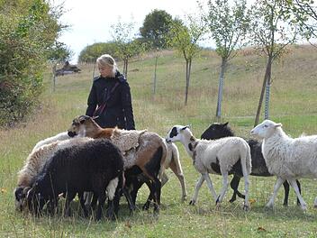 Tanja Jung pflegt mit ihren Schafen die Terrassen am Fechheimer Berg. Rainer Lutz
